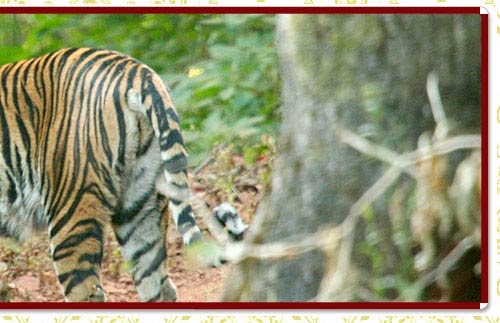 South India Wildlife