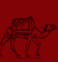 Camel Safari Tour