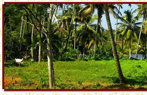 Kerala tour packages