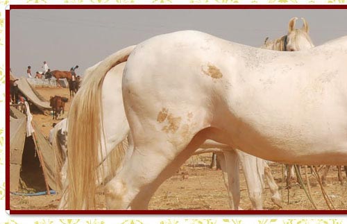 Horse Safari Rajasthan