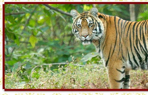 India Wildlife Tours