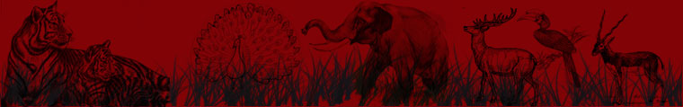 Indian Wildlife Tours